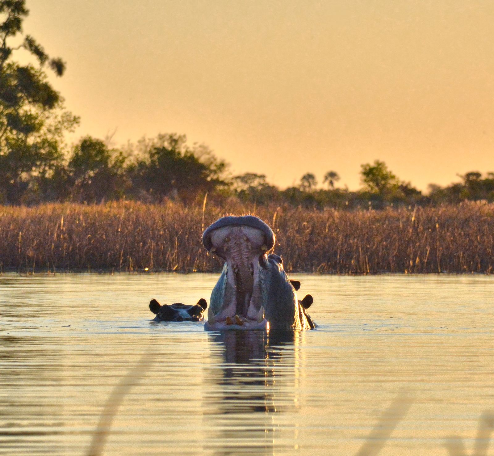 Safari in Botswana