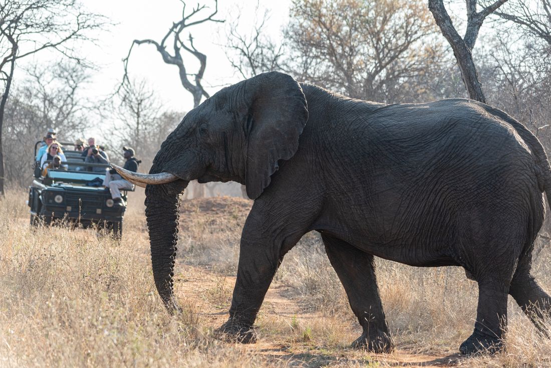Open-vehicle game drives