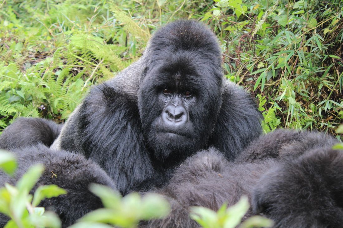 Gorilla Trekking