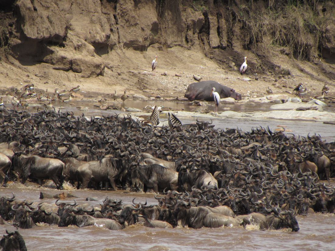 The Great Migration