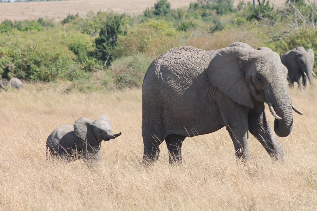 Elephant and calf