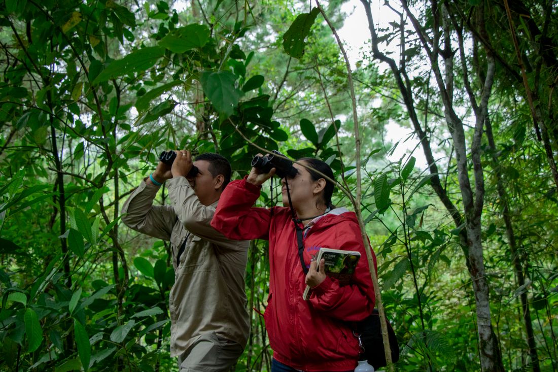 Expert guides