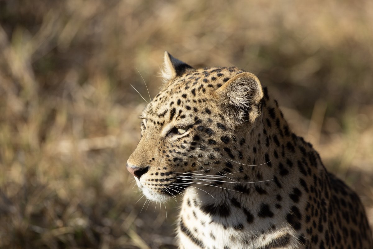 A leopard sighting