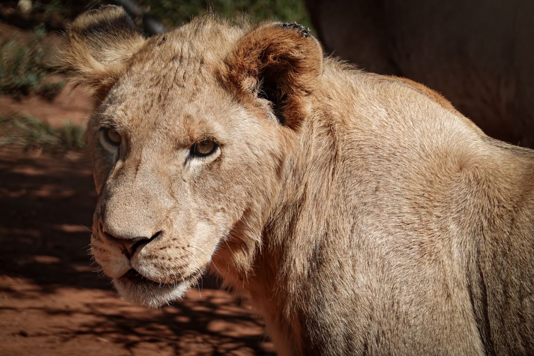 Lions on the plains