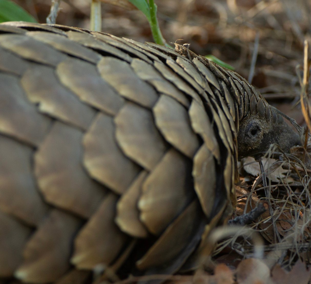 A pangolin photographed on a private game drive