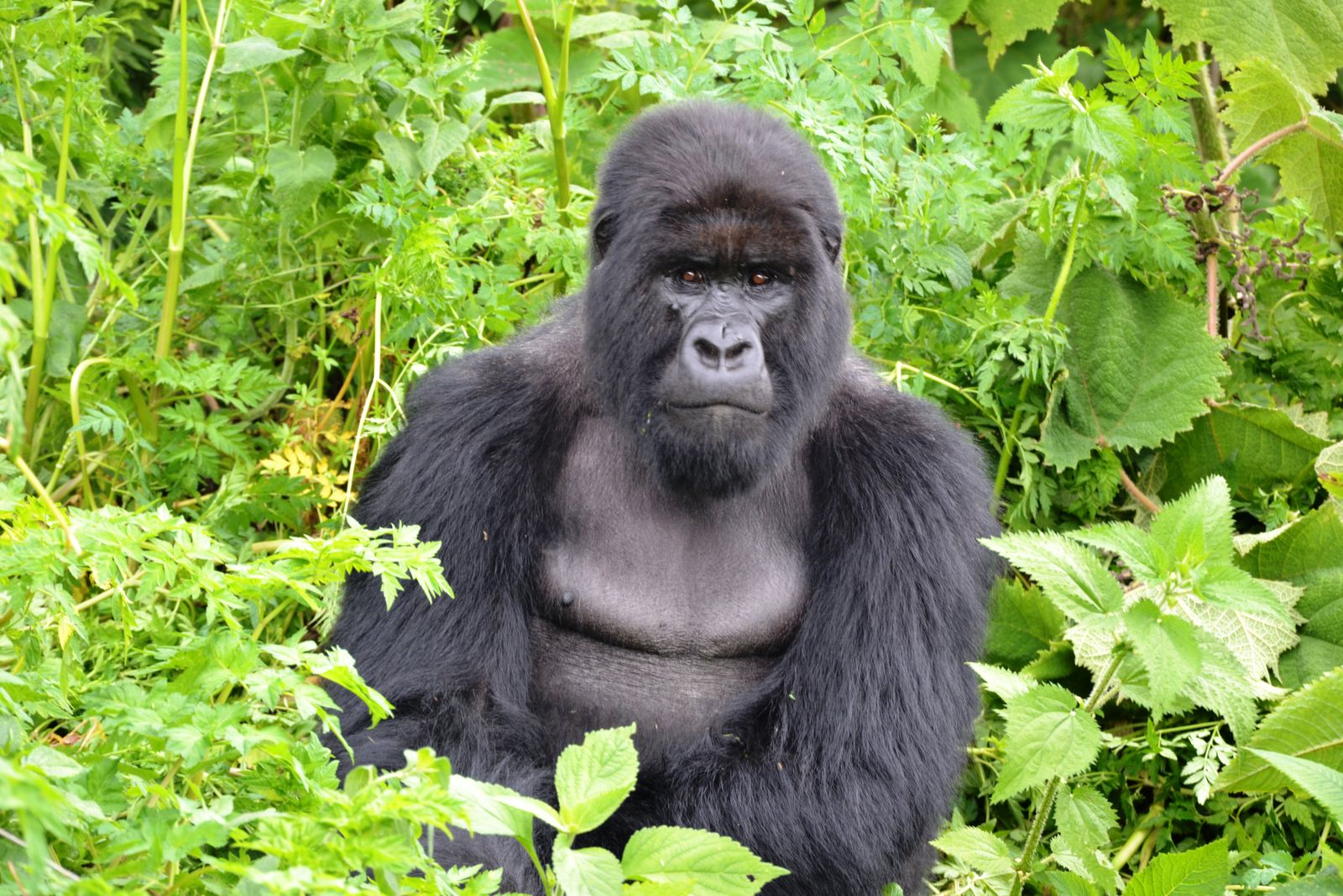 Safari in Rwanda