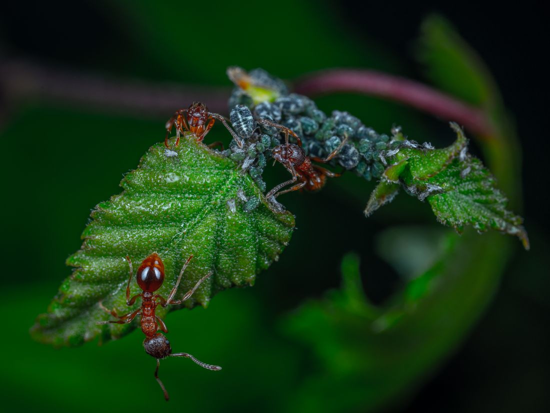An ant — the spirit of Emmet