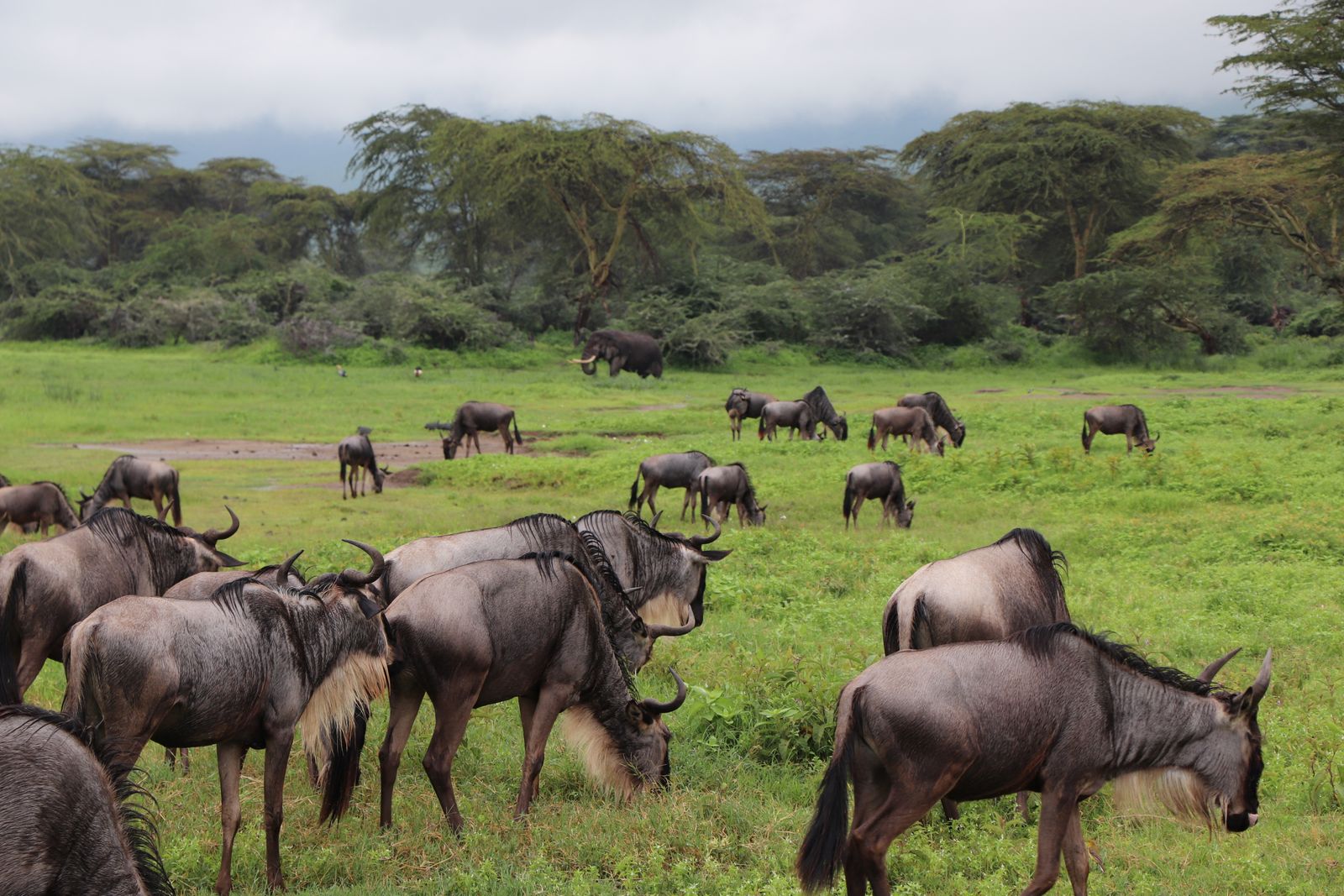Safari in Tanzania