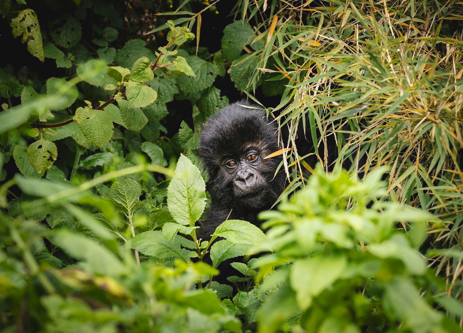 Safari in Uganda