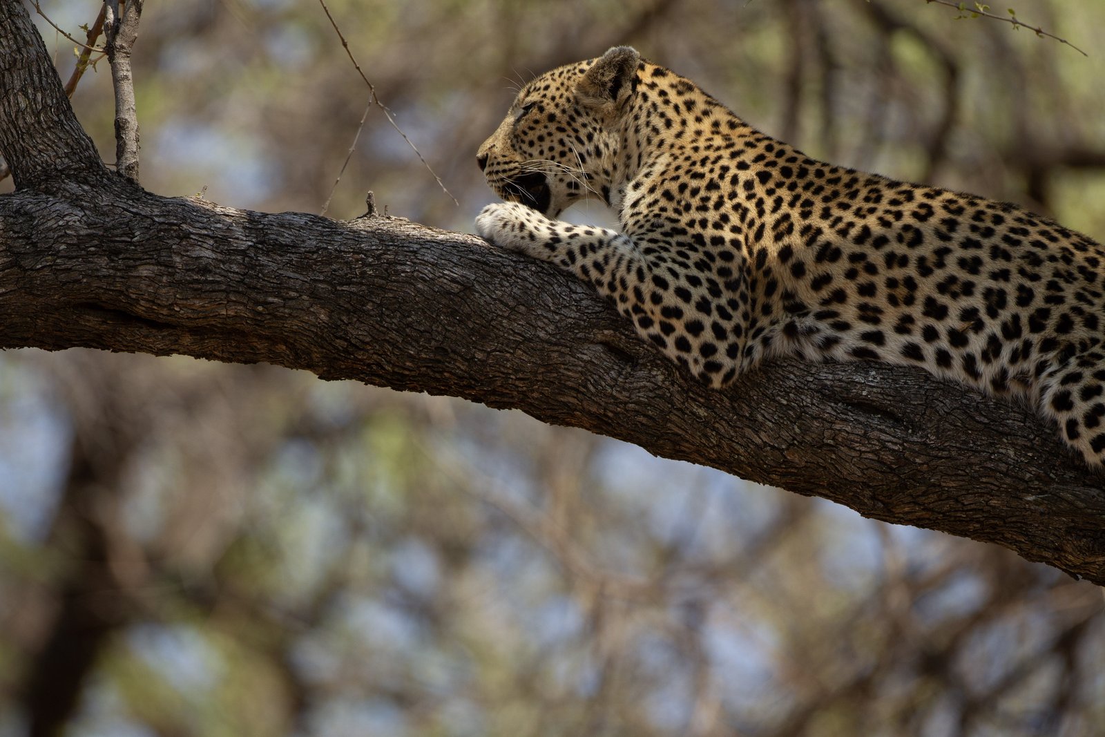 Safari in Zambia